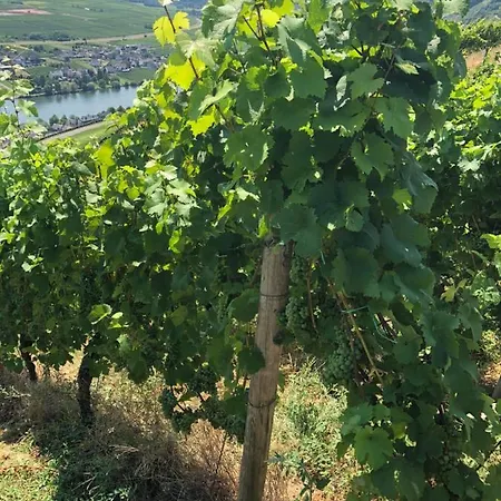 & Restaurant Bruehler Hof Hotel Wintrich