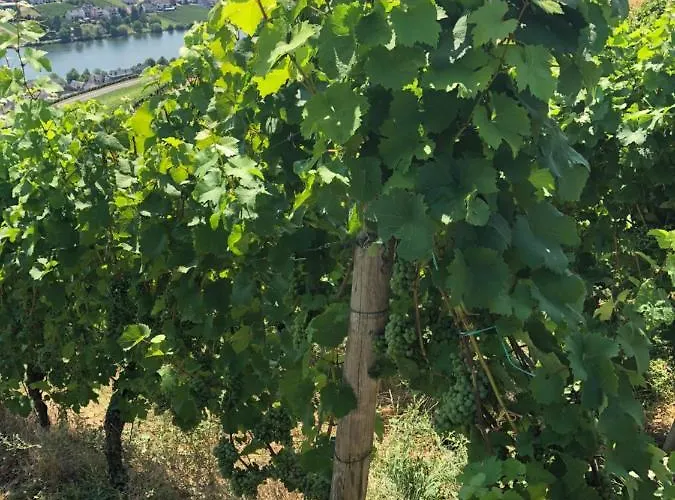 & Restaurant Bruehler Hof Hotel Wintrich